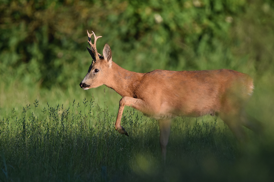 Konečně vytahuje z řepky.