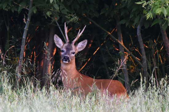 Než zapadlo slunce.
