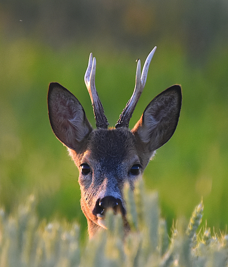 Mladý srnec a moucha  ;-))