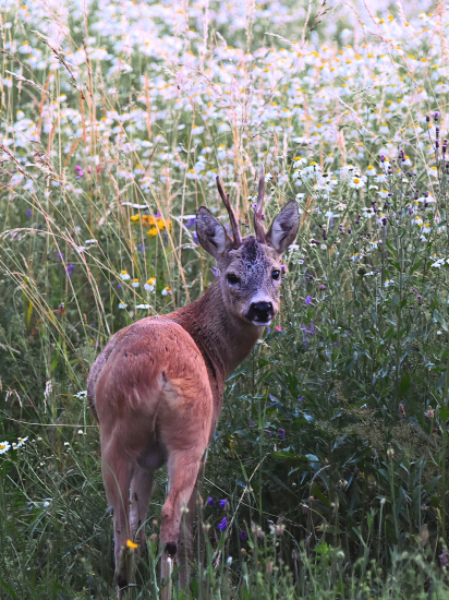 Starý pán ve své zahrádce.