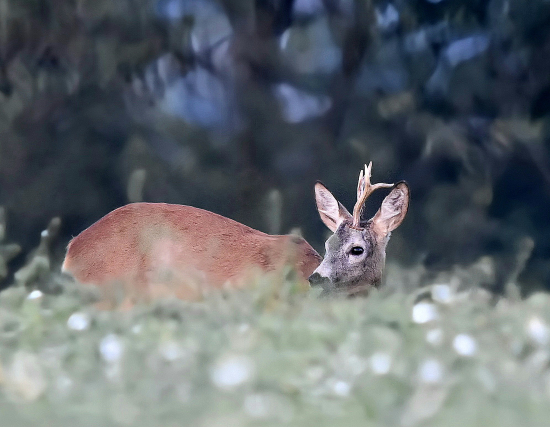 Rariťák v lucerce.