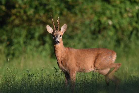 Při východu slunce.