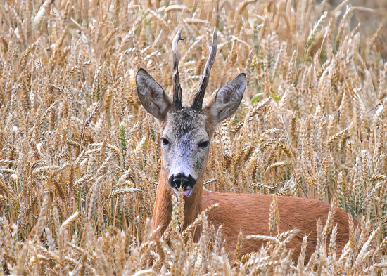 Co nevidět to začne.