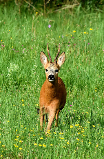 Už začínají reagovat na vábničku.