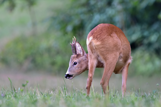 Pár kroků za chalupou.