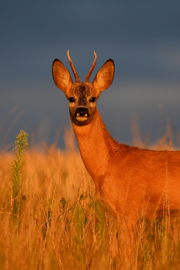 Když příroda maluje.