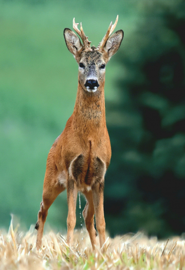 Zapózoval a ulevil si.
