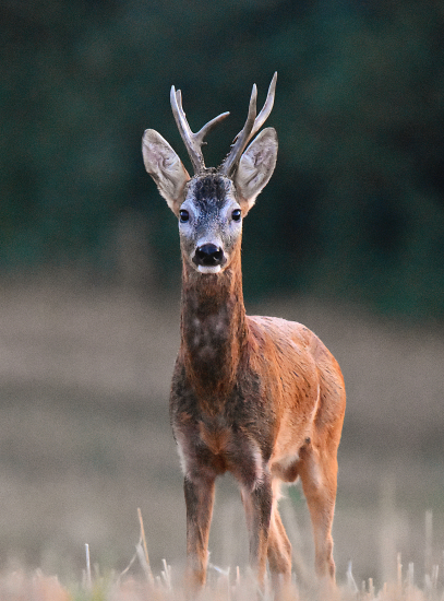 Raritní během říje.