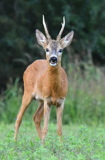 Otrokovický šohaj.