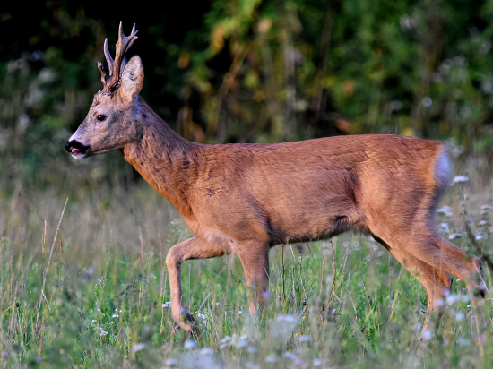 Rariťák z profilu.
