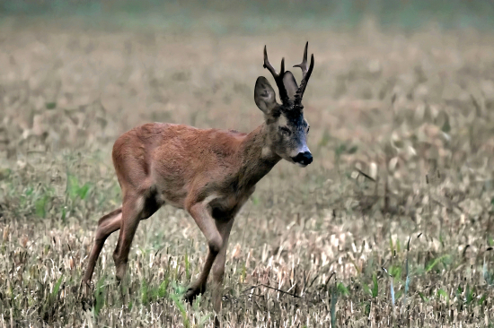 Byla to náročná říje ;-))