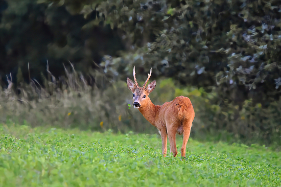 Poslední v letošní srnčí říji.
