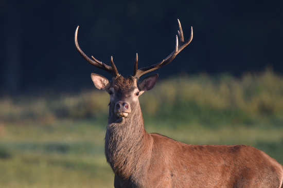Přivábený ministrant.