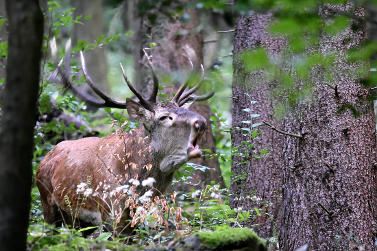 Vysokohorský tenor.