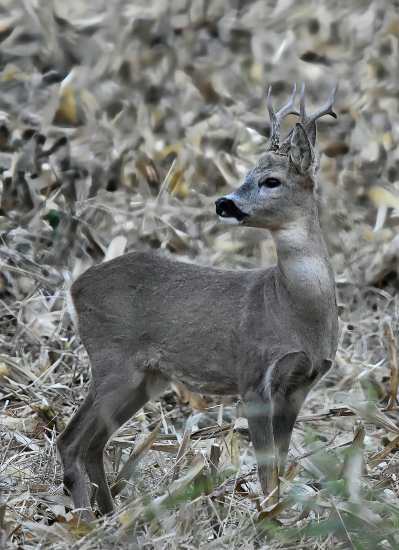 Ještě v plné zbroji.