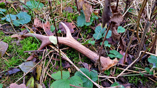 Další čerstvý kousek.
