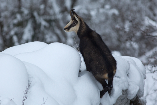 Aj na snehu je istý