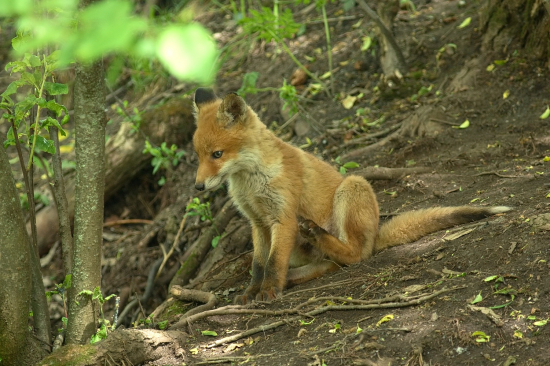 Na blšky ostré pazúrky