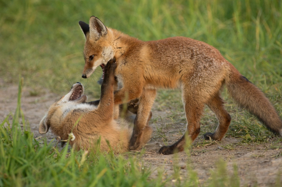 Mladosť - veselosť