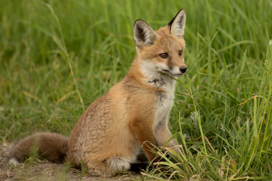 Začínajú byť sebestačné...