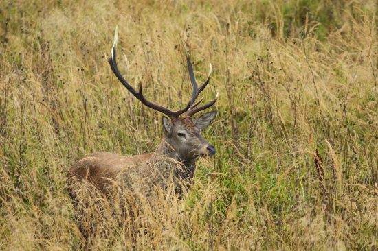 Nepravidelný 10 torák
