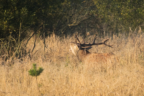 Dával o sebe vedieť