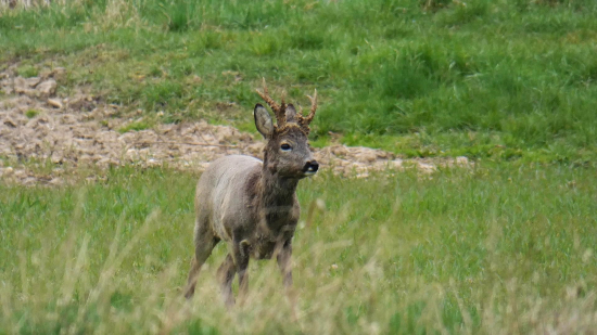srnec ještě jednou