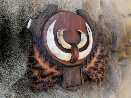 Položka diviak +medaila