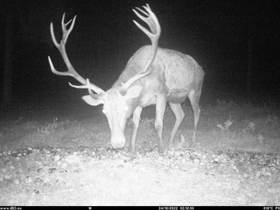 Deer