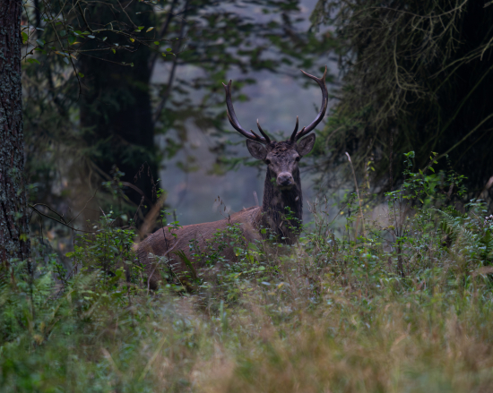Mladík v rannom lese