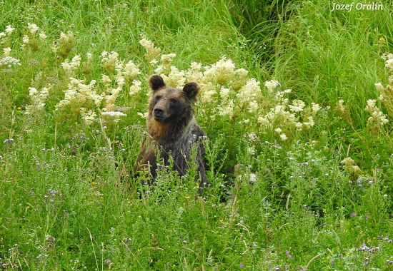 Dnešne stretnutie z medvedicou.