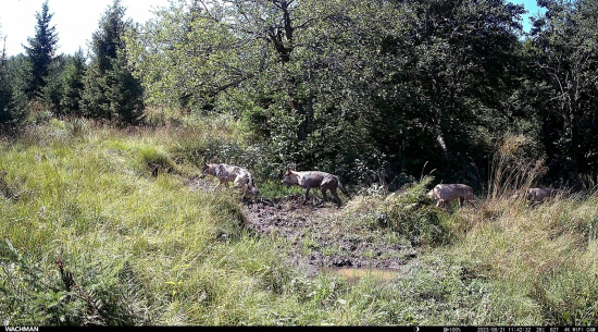 Vlčia promenáda.