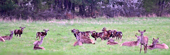 pohoda klidek leharo