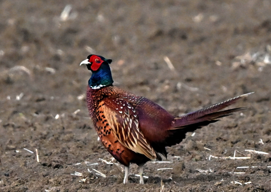 kohut