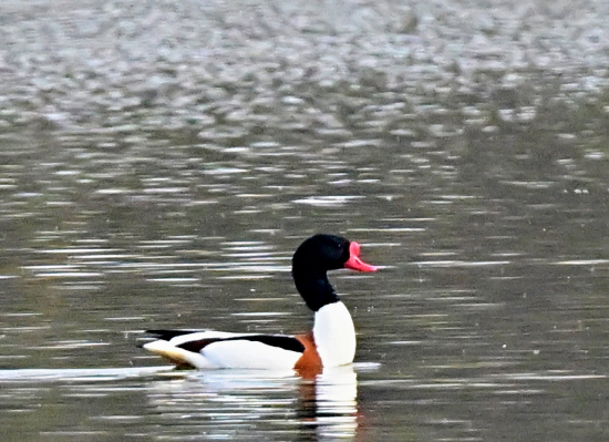 kazarka pestra