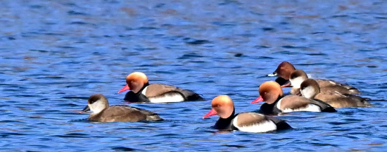hrdzavka potapava