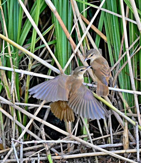 trsteniarik