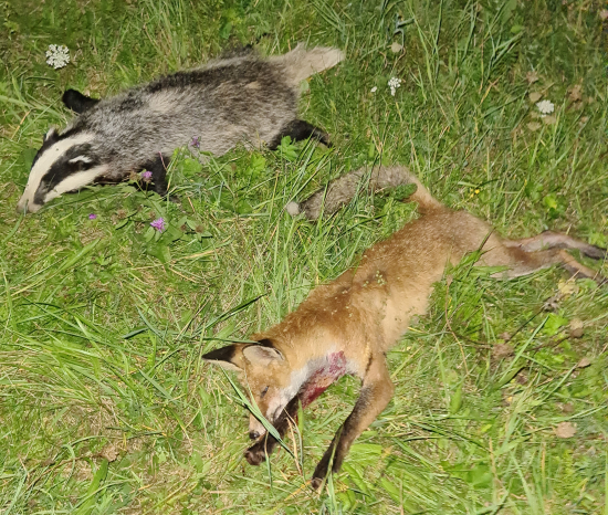 Večerný úlovok ...