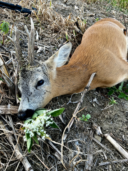 Leto, leto kdeže si…