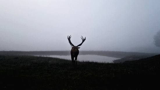 Karpatskorumunská línia .