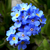 NEZABUDKA ALPÍNSKA