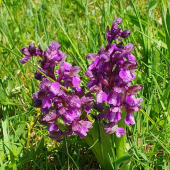 ČERVENOHLAV