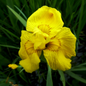 IRIS  ŽLTÝ