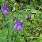 OTLIČEK