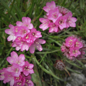 TRÁVNIČKA ALPÍINSKA