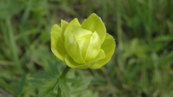 ŽLTOHLAV - jesenné kvitnutie