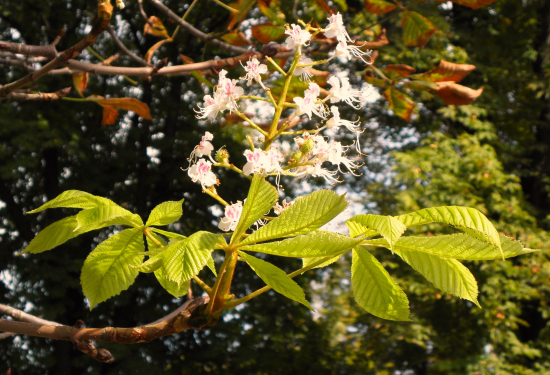 KVET GAŠTANU v jeseni