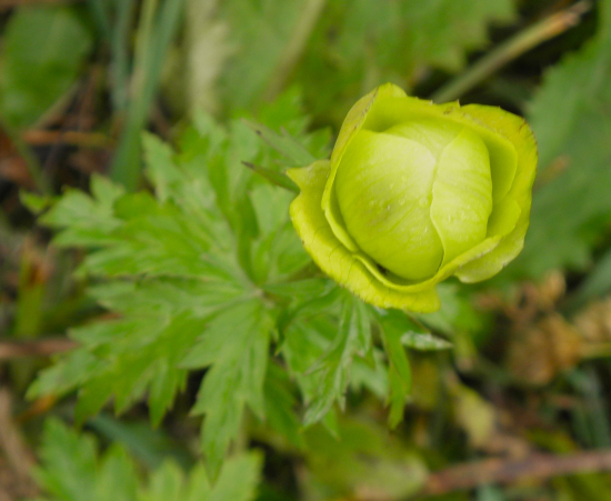 ŽLTOHLAV - októbrové kvitnutie