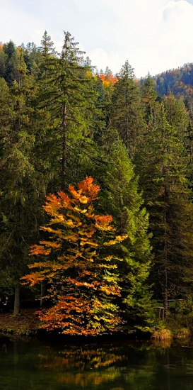 STROMY to sú z dreva básne