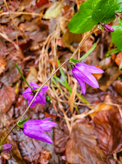 NOVEMBROVÝ ZVONČEK